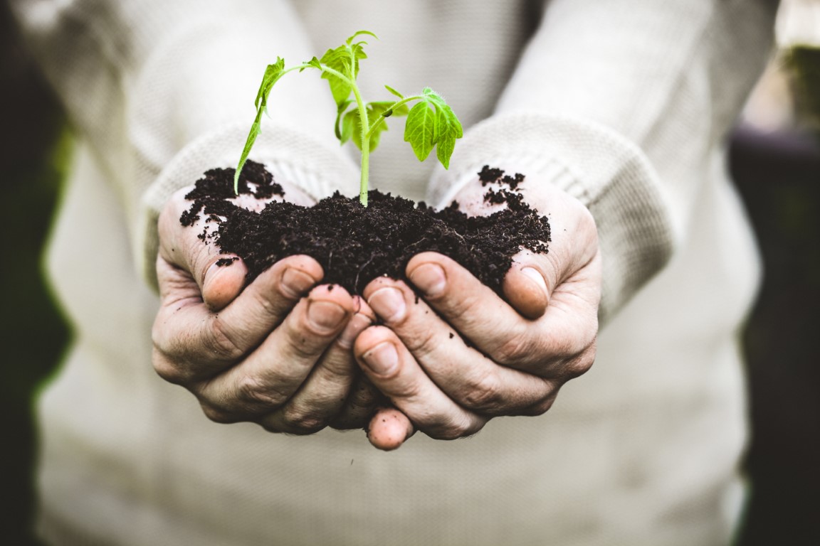 Gardener with vegetable seedling. Spring garden. Plant seedling in farmers hands.